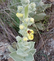 Verbascum rotundifolium