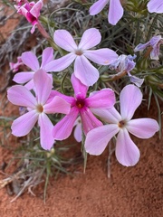 Phlox austromontana