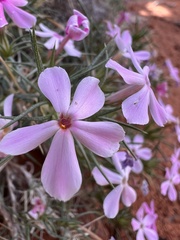 Phlox austromontana