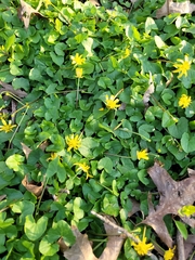 Ficaria verna