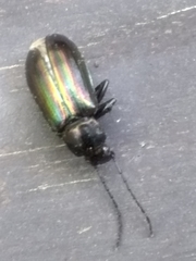 Tarpela micans