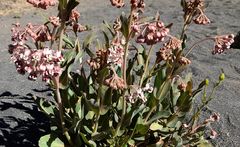 Asclepias macroura