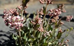 Asclepias macroura