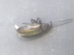 Tarpela micans
