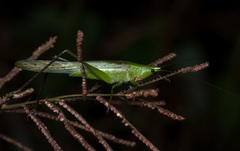 Orthoptera