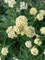 Lantana depressa