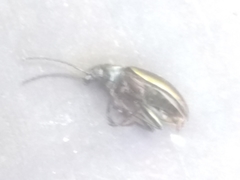 Tarpela micans