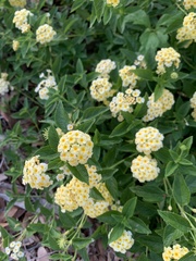 Lantana depressa