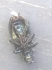 Tarpela micans