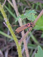 Cantharis coronata