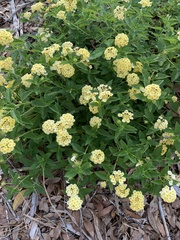 Lantana depressa