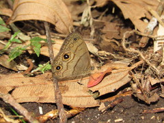 Hermeuptychia harmonia