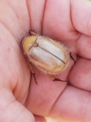Pseudocotalpa