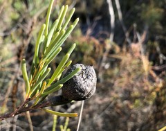 Hakea nodosa