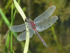 Leucorrhinia rubicunda