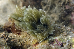 Polybranchia samanthae