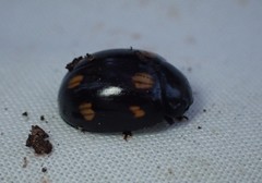 Paropsisterna octosignata