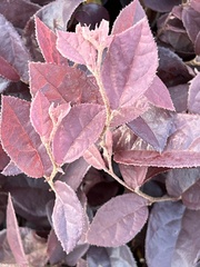 Loropetalum chinense