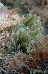 Polybranchia samanthae