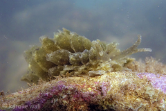 Polybranchia samanthae