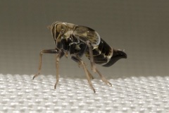 Dicranotropis hamata