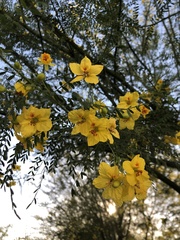 Parkinsonia praecox