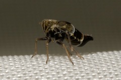 Dicranotropis hamata