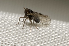 Laodelphax striatella