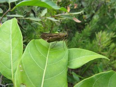 Calpodes longirostris