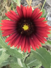 Gaillardia amblyodon