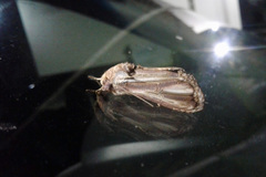 Disphragis salona