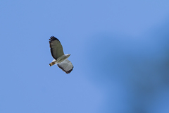 Buteogallus lacernulatus