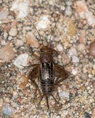 Neonemobius mormonius