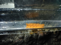 Phrikoceros katoi