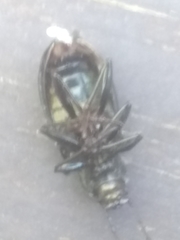 Tarpela micans