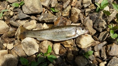 Campostoma oligolepis