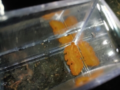 Phrikoceros katoi