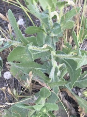Gaillardia amblyodon