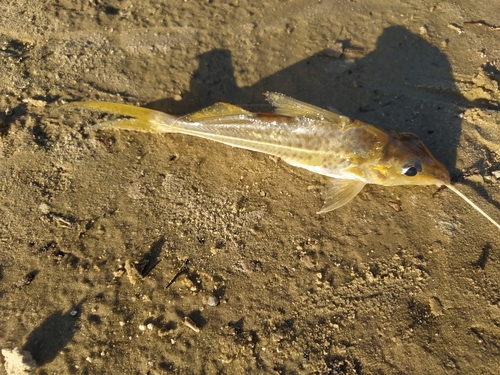 Liplose antennemeerval (Iheringichthys labrosus) — Pimelodidae — 4