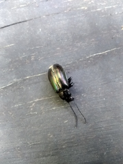 Tarpela micans
