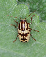 Cryptocephalus leucomelas
