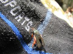 Eichlinia pulchripes