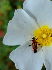 Hadrodemus noualhieri