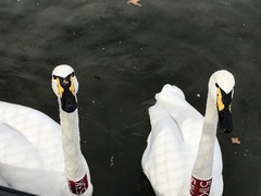 Cygnus buccinator × cygnus