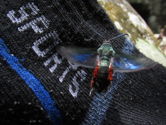 Eichlinia pulchripes