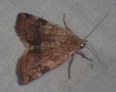 Cryptocala acadiensis