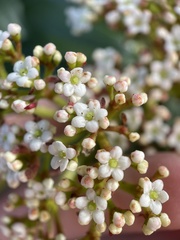Viburnum davidii