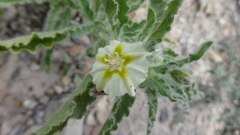 Chamaesaracha sordida