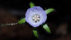 Pholistoma auritum arizonicum