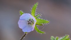 Pholistoma auritum arizonicum